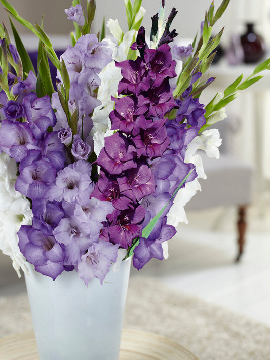 Gladiolus Blue Moon Mix