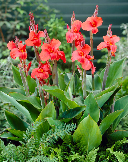 Canna Lily Oklahoma
