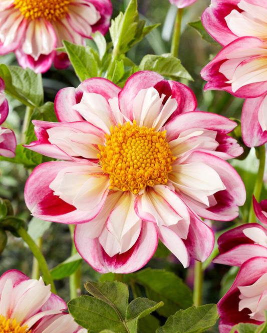 Dahlia Anemone Flowering Bumble Rumble