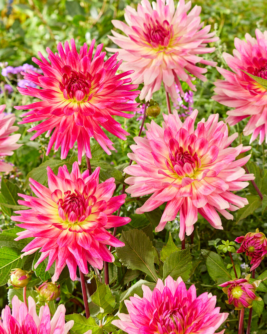 Dahlia Cactus Mingus Julie