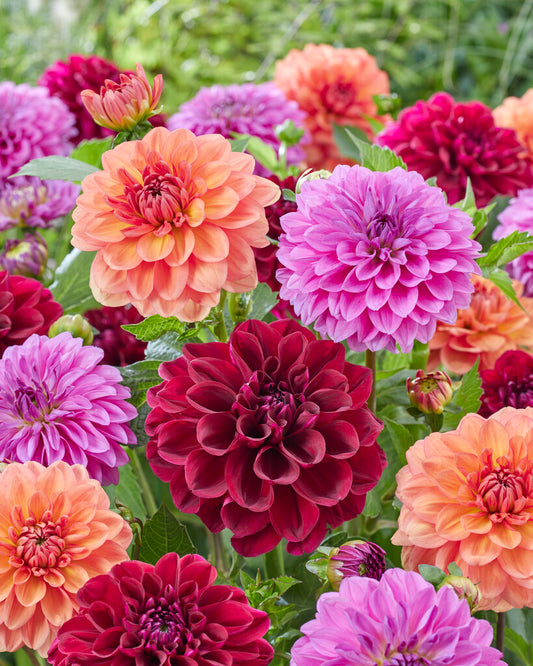 Dahlia Decorative Go Go Blend