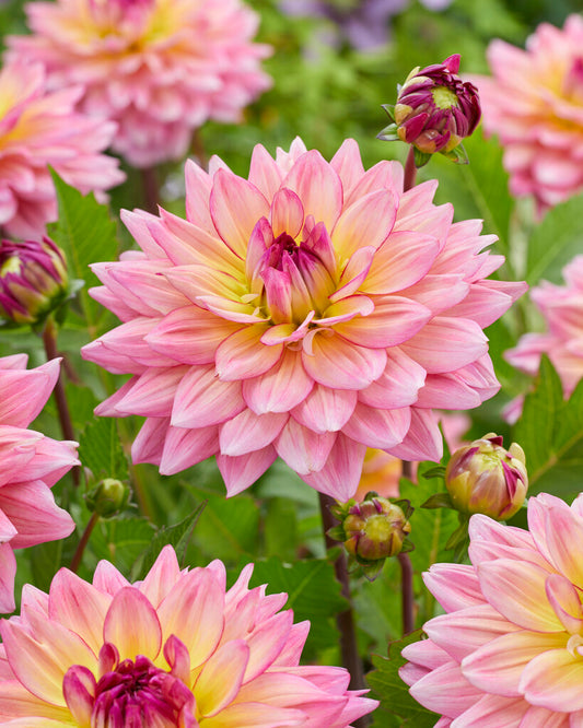 Dahlia Decorative Oleda