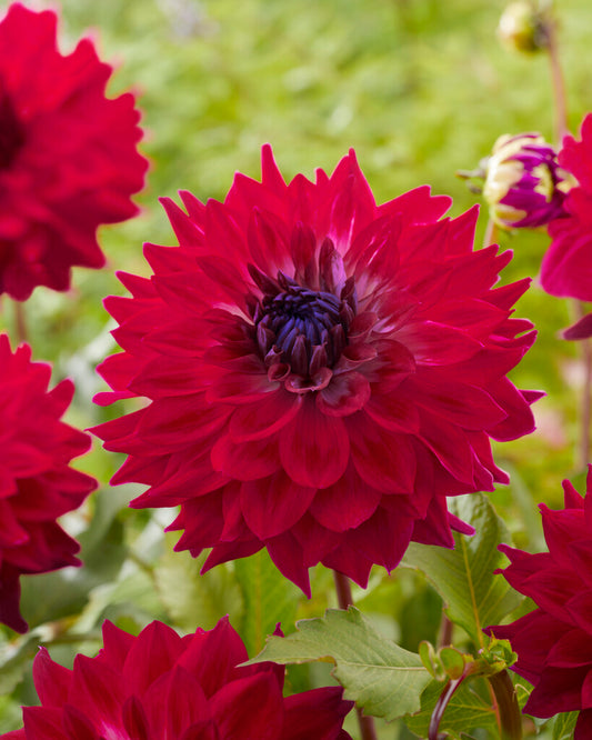 Dahlia Dinner Plate Debutante