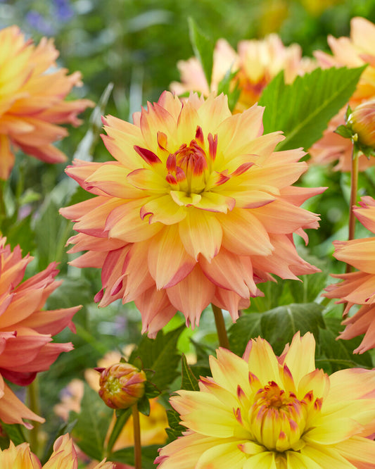 Dahlia Decorative Estimate