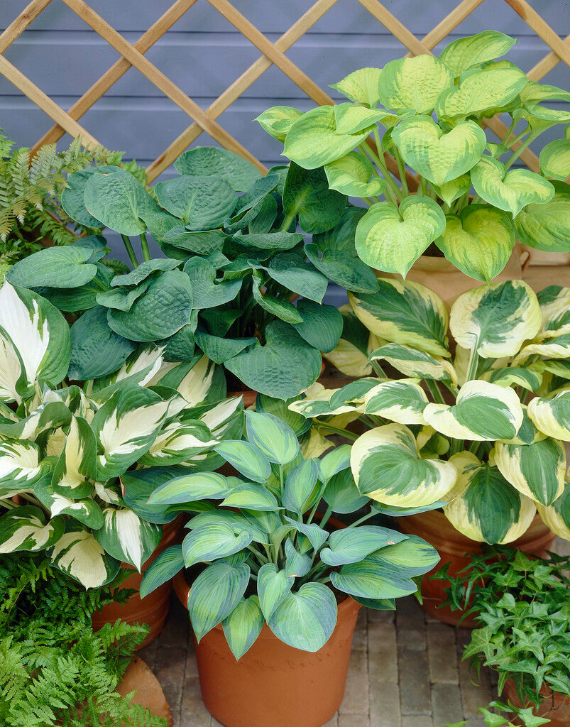 Hosta Mixture