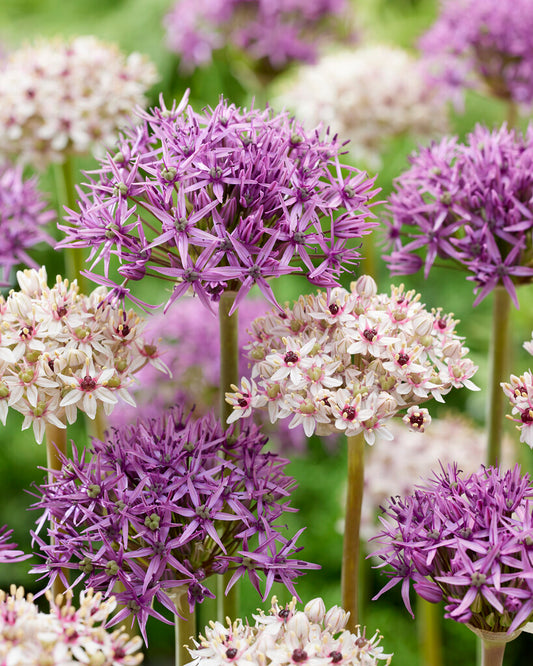 Allium Starlight Blend