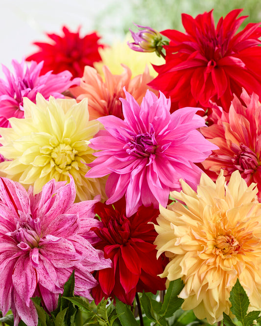 Dahlia 'Kolossus' Blend