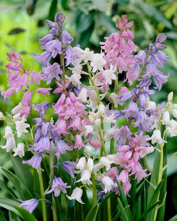 Wood Hyacinth 'Mix'