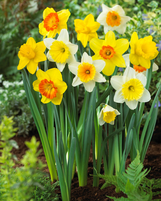 Daffodil Large Cupped Mix