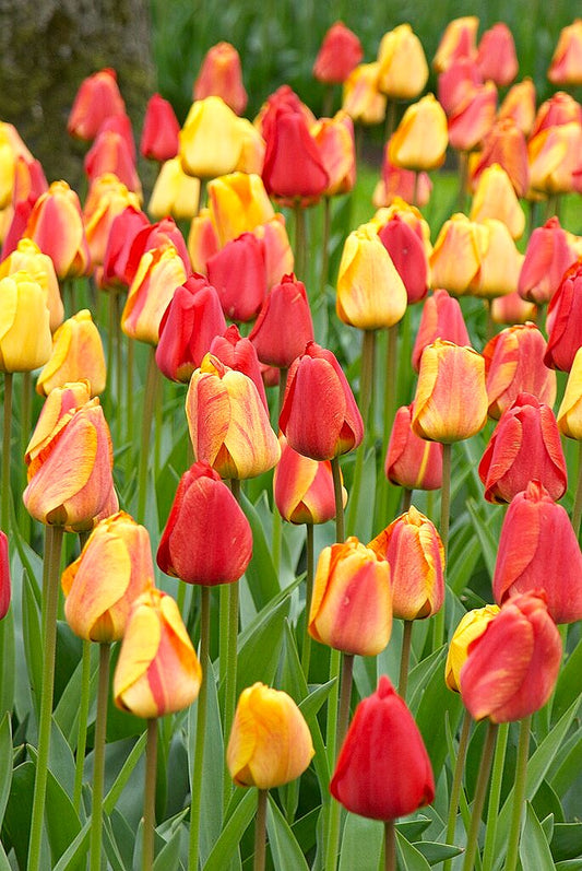 Tulip Tequila Sunrise