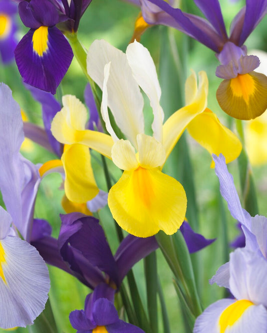 Dutch Iris Blend
