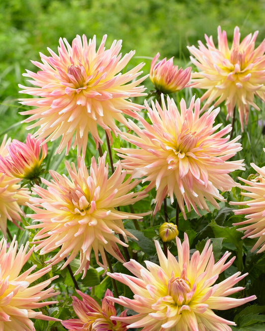 Dahlia Cactus 'Cabana Banana'