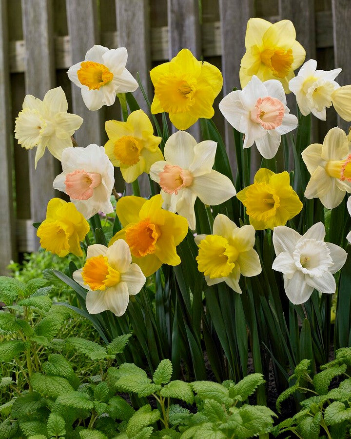 Daffodil 'Trumpet Mix'