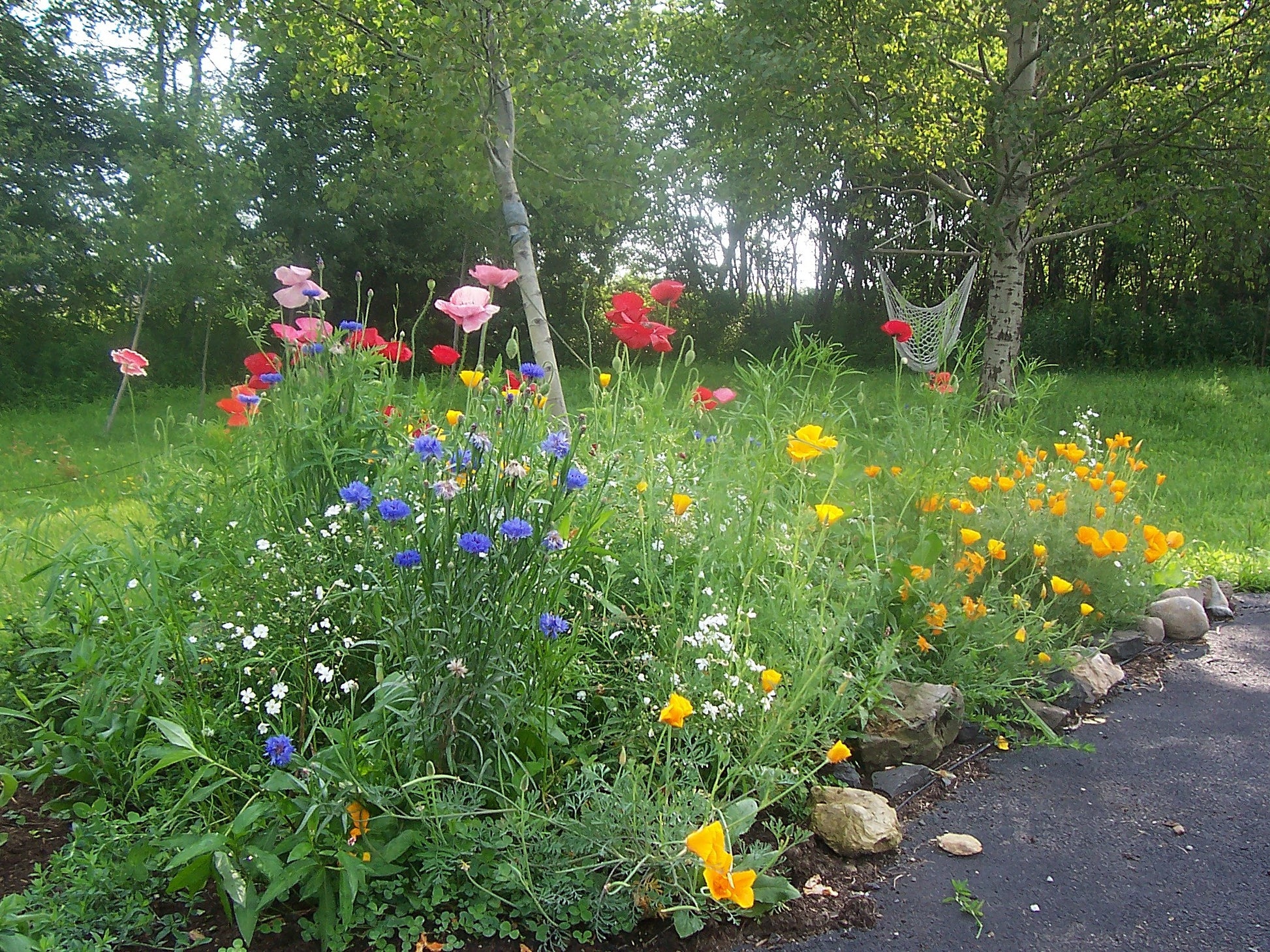 Dry Meadow Wildflower Seed Mix