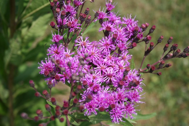 Wet Meadow Wildflower and Grass Seed Mix