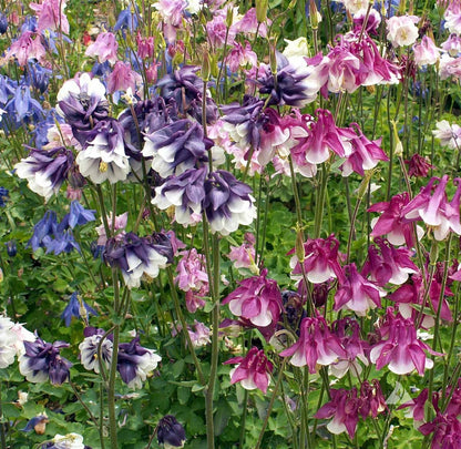 Columbine Dwarf Seeds (Aquilegia vulgaris)