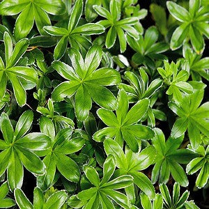 indoor plant with star-shaped leaves Sweet Woodruff Seeds (Galium odoratum) – Vermont Wildflower Farm