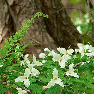 Great White Trillium Seeds (Trillium grandiflorum)