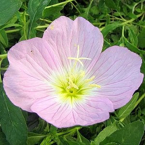 Showy Evening Primrose Seeds (Oenothera speciosa)