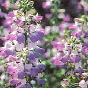 chinese houses plant Chinese Houses Seeds (Collinsia heterophylla) – Vermont Wildflower Farm