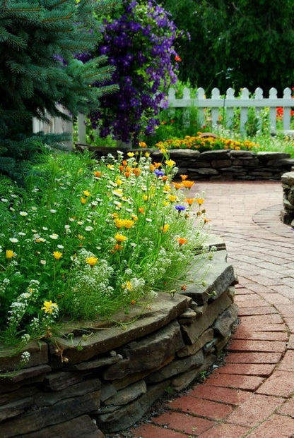 ground cover seeds for fall planting Ground Cover Wildflower Seed Mix – Vermont Wildflower Farm