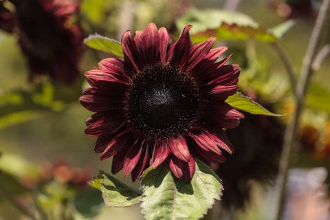 Sunflower Chocolate Cherry Seeds (Helianthus annuus)