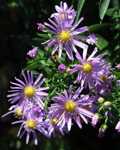 Aster New York Seeds (Aster novi-belgii)