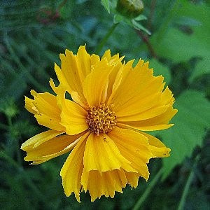 Coreopsis Lance Leaf Seeds (Coreopsis lanceolata)