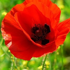 Poppy Red Seeds (Papaver rhoeas)