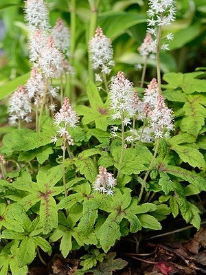 Foamflower - Tiarella cordifolia
