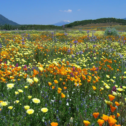 Pet Friendly Wildflower Seed Mix – Vermont Wildflower Farm