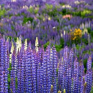 Lupine Perennial Seeds (Lupinus perennis)