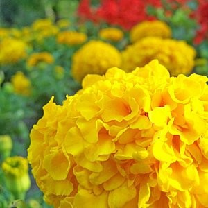 Marigold Crackerjack Mix Seeds (Tagetes erecta)