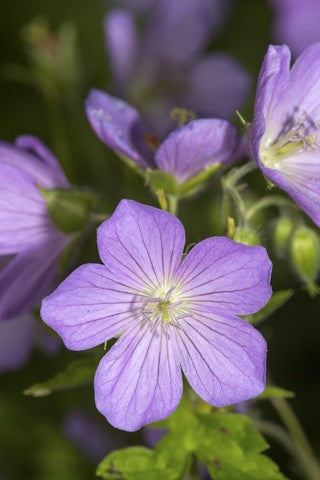 Wild Geranium Seeds (Geranium maculatum)