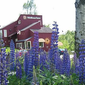 Lupine Perennial Seeds (Lupinus perennis)