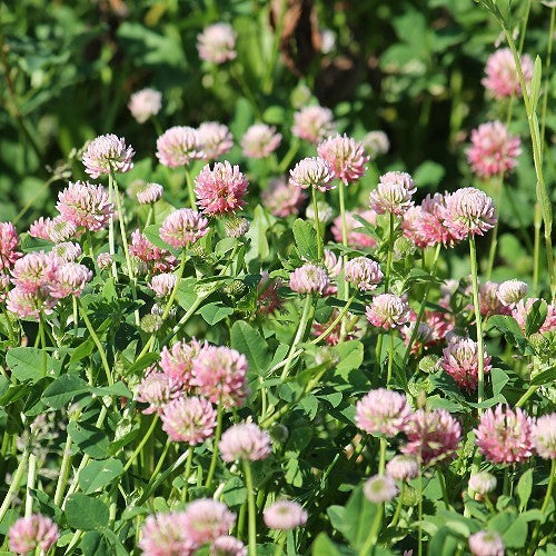 Alsike Clover Seeds (Trifolium hybridum)