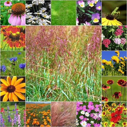 Steep Slope Wildflower & Grass Seed Mix