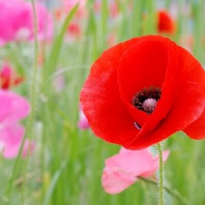 Poppy Multi Mix Seeds
