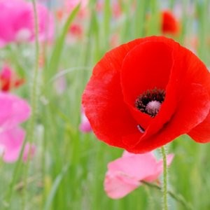 Poppy Multi Mix Seeds (Papaver rhoeas)