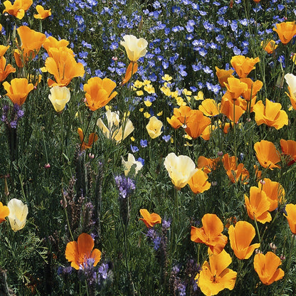 southeast wildflower seed Southeast Wildflower Seed Mix – Vermont Wildflower Farm
