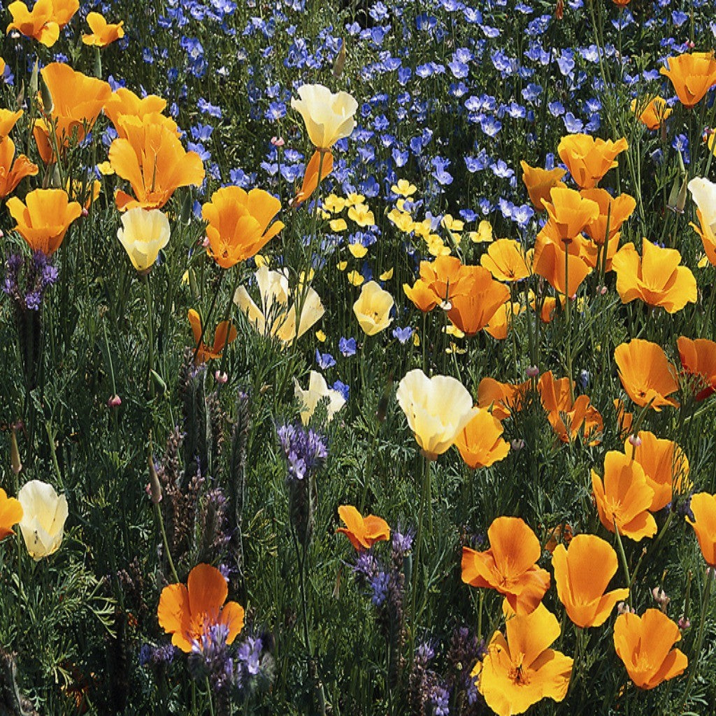 Southeast Wildflower Seed Mix