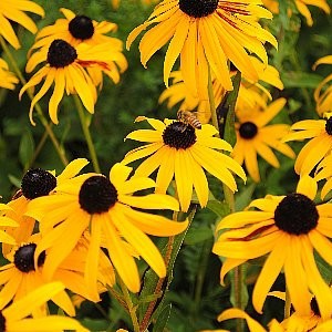 Black Eyed Susan Seeds (Rudbeckia hirta)