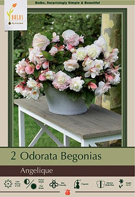 Begonia odorata 'Angelique'