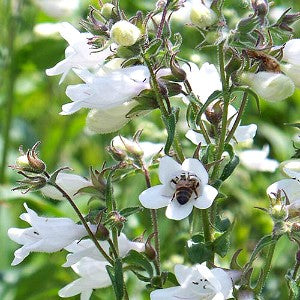 Beardtongue Tall White Seeds (Penstemon digitalis)