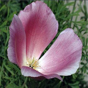 California Poppy Purple Seeds (Eschscholzia californica)