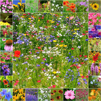 Favorite Meadow Wildflower Seed Mix