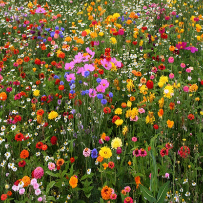 Hummingbird and Butterfly Wildflower Seed Mix