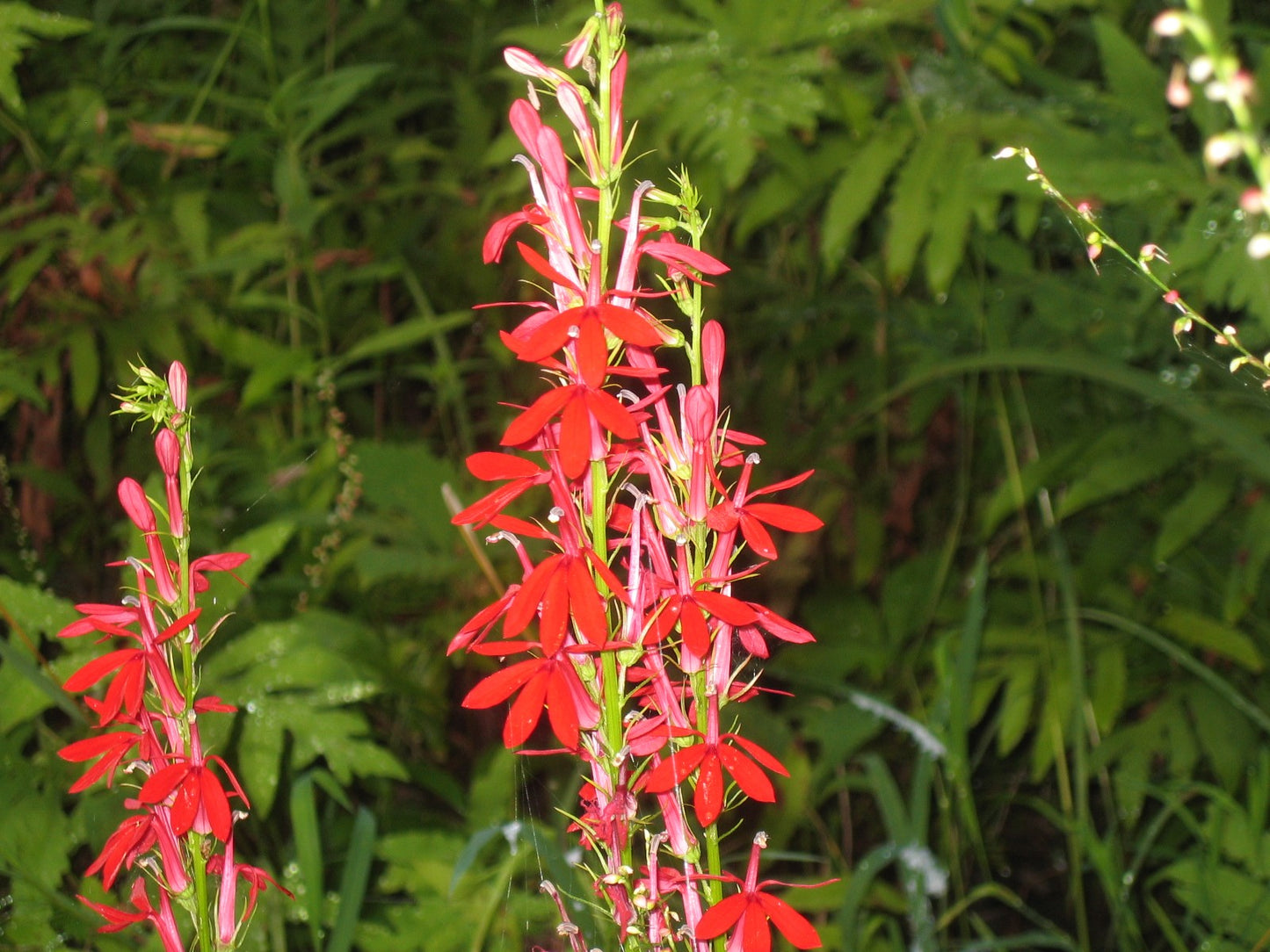 Rain Garden Wildflower Seed Mix