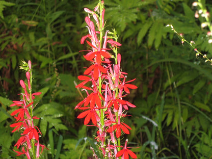 Rain Garden Wildflower Seed Mix