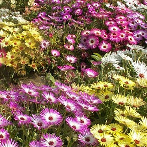 Iceplant Mix Seeds (Dorotheanthus bellidiformis)